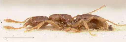 Hypoponera singaporensis specimen FOCOL0986 image focol0986_3
