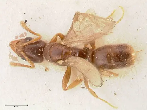 Hypoponera singaporensis specimen FOCOL0987 image focol0987_1
