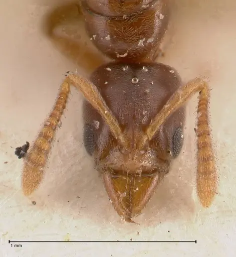 Hypoponera singaporensis specimen FOCOL0987 image focol0987_2