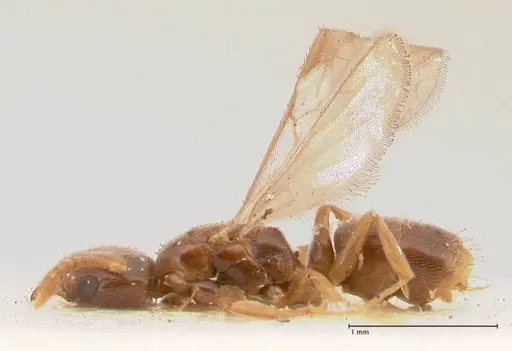 Hypoponera singaporensis specimen FOCOL0987 image focol0987_3