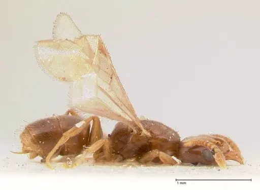 Hypoponera singaporensis specimen FOCOL0987 image focol0987_4
