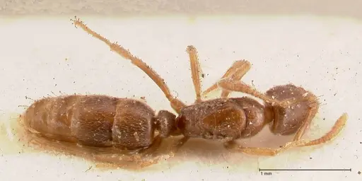 Hypoponera singaporensis specimen FOCOL0988 image focol0988_1