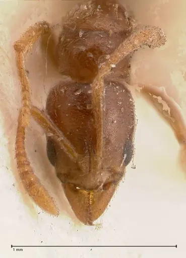 Hypoponera singaporensis specimen FOCOL0988 image focol0988_2