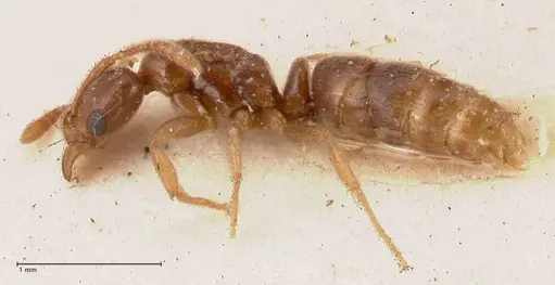 Hypoponera singaporensis specimen FOCOL0988 image focol0988_3