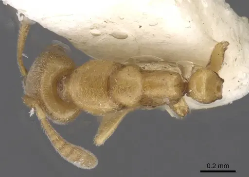 Hypoponera sinuosa specimen CASENT0915476 image casent0915476_1