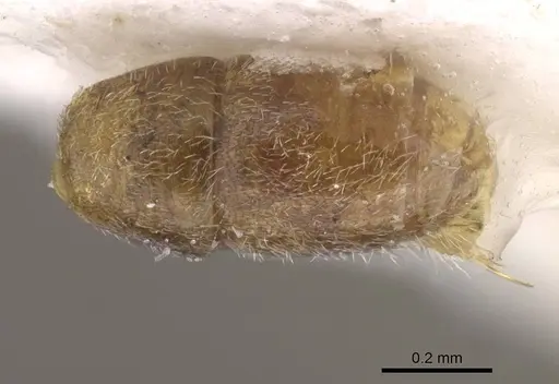 Hypoponera sinuosa specimen CASENT0915476 image casent0915476_2