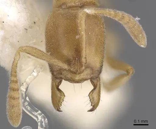 Hypoponera sinuosa specimen CASENT0915476 image casent0915476_3