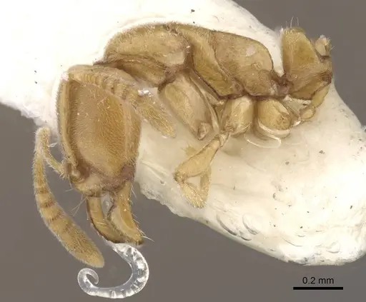 Hypoponera sinuosa specimen CASENT0915476 image casent0915476_4