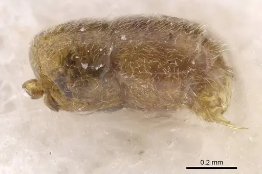 Hypoponera sinuosa specimen CASENT0915476 image casent0915476_5