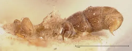 Hypoponera siremps specimen FOCOL0998 image focol0998_1