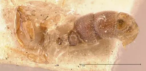 Hypoponera siremps specimen FOCOL0998 image focol0998_2