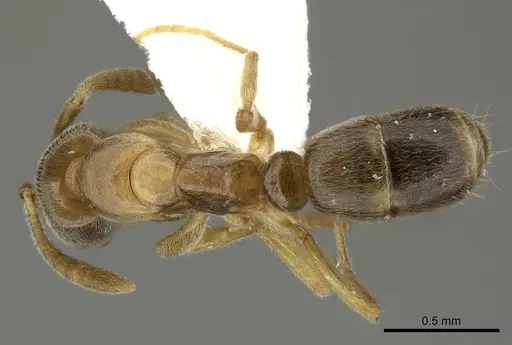 Hypoponera sororcula specimen CASENT0270522 image casent0270522_1