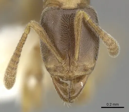 Hypoponera sororcula specimen CASENT0270522 image casent0270522_2