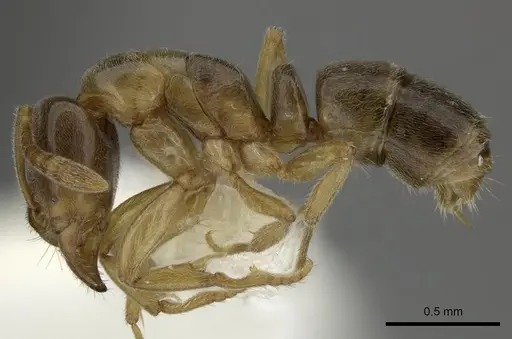 Hypoponera sororcula specimen CASENT0270522 image casent0270522_3
