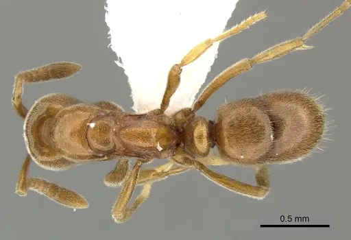 Hypoponera sororcula specimen CASENT0270523 image casent0270523_1
