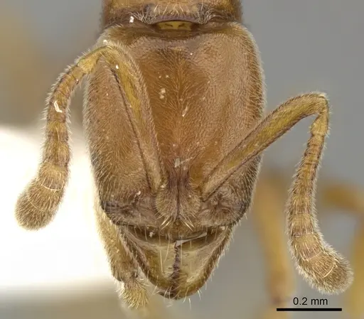 Hypoponera sororcula specimen CASENT0270523 image casent0270523_2