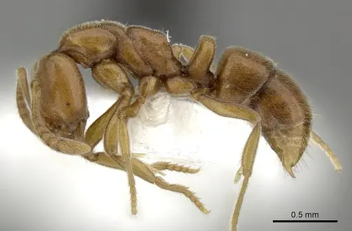 Hypoponera sororcula specimen CASENT0270523 image casent0270523_3