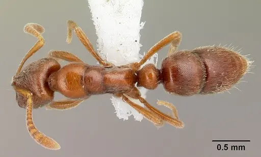 Hypoponera spei specimen CASENT0217348 image casent0217348_1