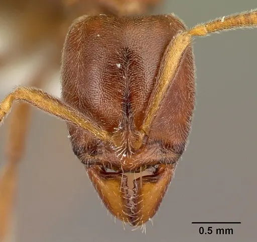 Hypoponera spei specimen CASENT0217348 image casent0217348_2