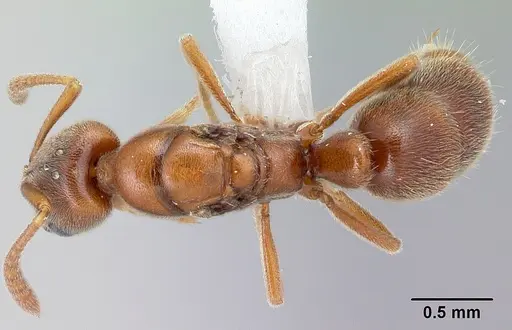 Hypoponera spei specimen CASENT0217350 image casent0217350_1
