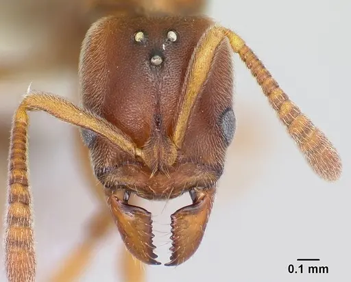Hypoponera spei specimen CASENT0217350 image casent0217350_2