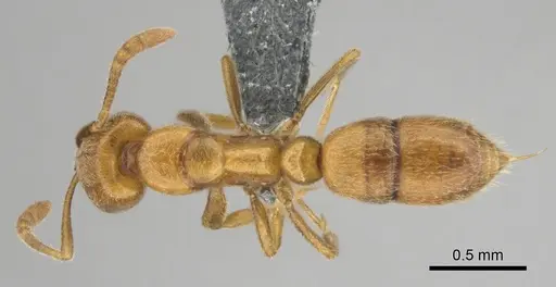 Hypoponera spei specimen CASENT0259084 image casent0259084_1