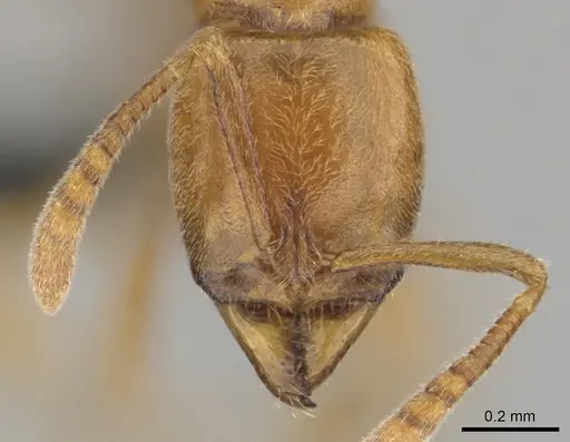 Hypoponera spei specimen CASENT0259084 image casent0259084_2