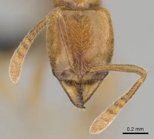 Hypoponera spei specimen CASENT0259084 image casent0259084_3
