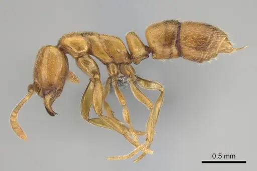Hypoponera spei specimen CASENT0259084 image casent0259084_4