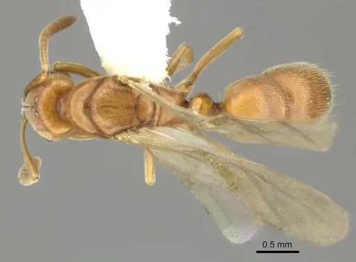 Hypoponera spei specimen CASENT0270532 image casent0270532_1