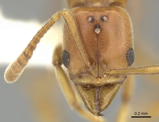 Hypoponera spei specimen CASENT0270532 image casent0270532_2