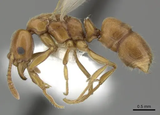 Hypoponera spei specimen CASENT0270532 image casent0270532_3