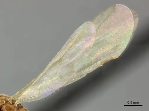 Hypoponera spei specimen CASENT0270532 image casent0270532_4