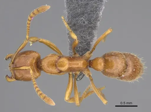 Hypoponera spei specimen CASENT0785139 image casent0785139_1