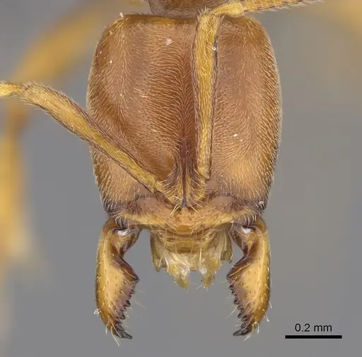 Hypoponera spei specimen CASENT0785139 image casent0785139_2