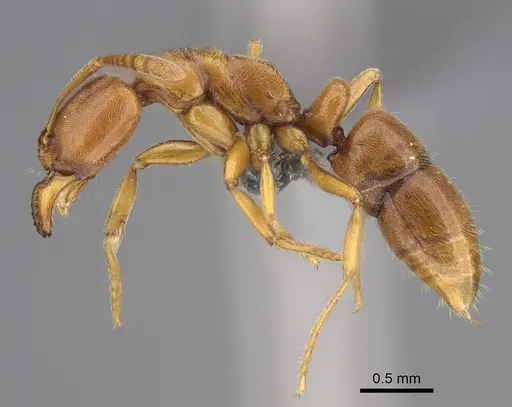 Hypoponera spei specimen CASENT0785139 image casent0785139_3