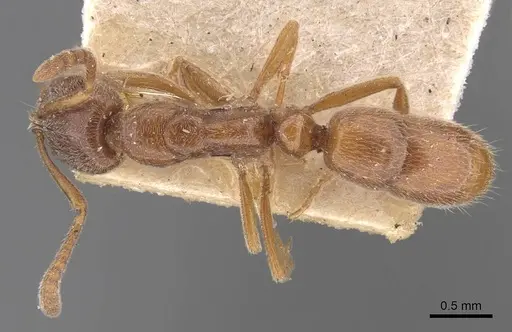 Hypoponera spei specimen CASENT0907323 image casent0907323_1