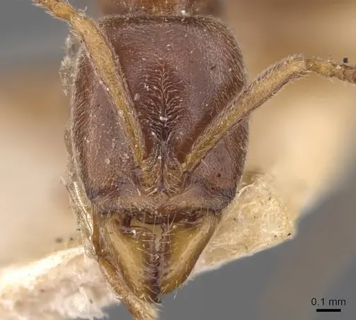 Hypoponera spei specimen CASENT0907323 image casent0907323_2