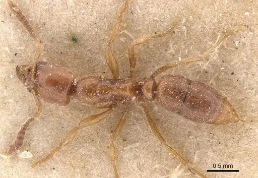 Hypoponera spei specimen CASENT0907324 image casent0907324_1