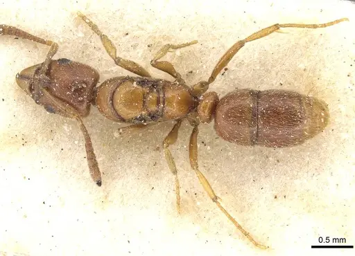 Hypoponera spei specimen CASENT0915208 image casent0915208_1