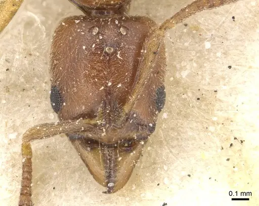Hypoponera spei specimen CASENT0915208 image casent0915208_2