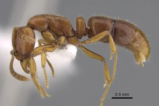 Hypoponera spei specimen CASENT0923396 image casent0923396_1
