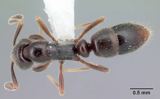 Hypoponera sulcatinasis specimen CASENT0217347 image casent0217347_1
