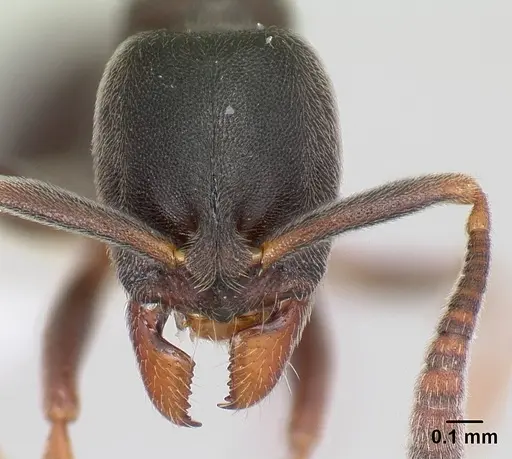 Hypoponera sulcatinasis specimen CASENT0217347 image casent0217347_2