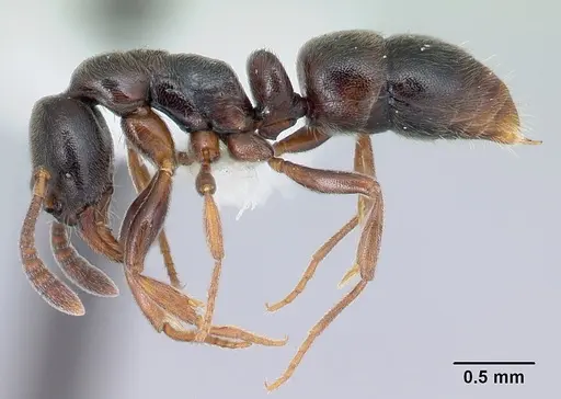 Hypoponera sulcatinasis specimen CASENT0217347 image casent0217347_3