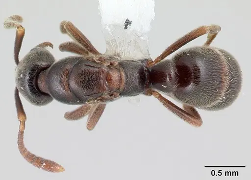 Hypoponera sulcatinasis specimen CASENT0217349 image casent0217349_1