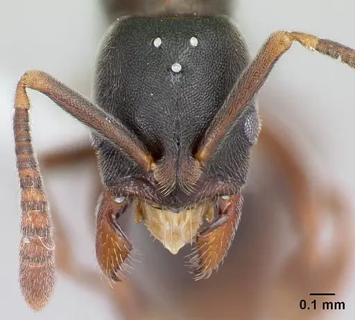 Hypoponera sulcatinasis specimen CASENT0217349 image casent0217349_2