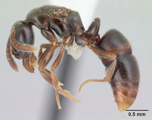 Hypoponera sulcatinasis specimen CASENT0217349 image casent0217349_3