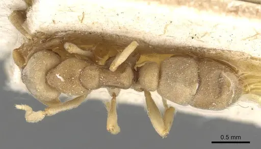 Hypoponera sulcatinasis specimen CASENT0915207 image casent0915207_1