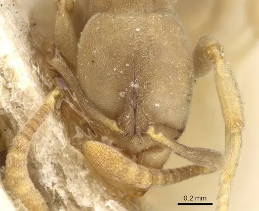 Hypoponera sulcatinasis specimen CASENT0915207 image casent0915207_2